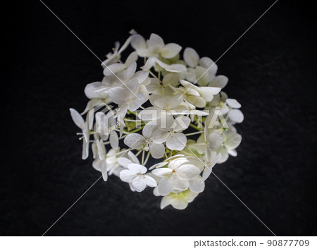 Studio shot of flower on black background. Closeup. 90877709