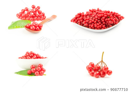 Collage of bunches of red viburnum isolated over a white background Collage of bunches of red viburnum isolated over a white background 90877710