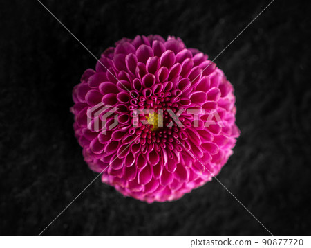 Studio shot of flower on black background. Photo from above. Studio shot of flower on black background. Photo from above. 90877720