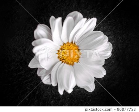 Close-up of flower on black background. On black background. 90877758