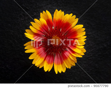 Delicate flower on black background. Closeup. Nature. 90877790