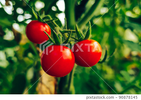 Ripe juicy tomatoes on a branch. Growing vegetables in greenhouse. Farming and gardening. Ripe juicy tomatoes on a branch. Growing vegetables in greenhouse. Farming and gardening. 90878145
