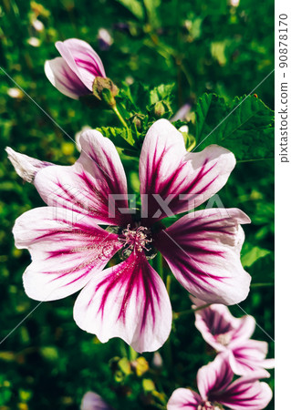 Beautiful pink common mallow flower. Growing ornamental plants in home garden. 90878170