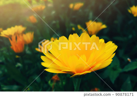 Yellow calendula flower. Growing medicinal plants in home garden. Summer background. Yellow calendula flower. Growing medicinal plants in home garden. Summer background. 90878171