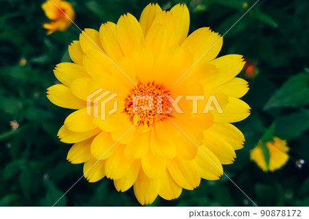 Yellow calendula flower. Growing medicinal plants in home garden. Summer background. 90878172