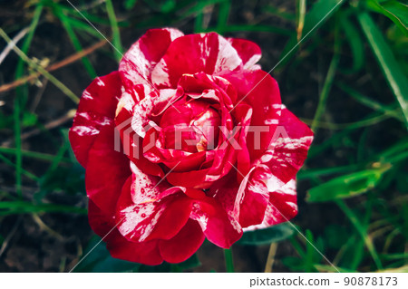 Unusual striped rose Ferdinand Pichard. Beautiful decorative flower in garden. 90878173