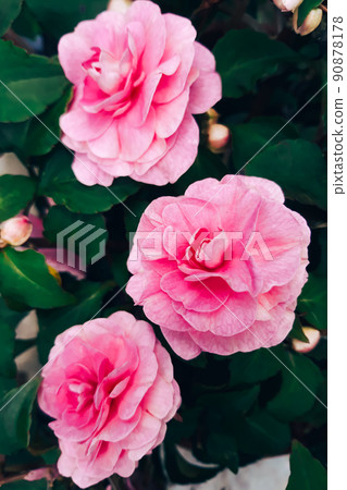 Pink roses close up. Home flower impatiens balsamina. Growing plant in garden. 90878178