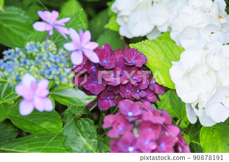 赤塚繡球花庭園繡球花盛開 90878191