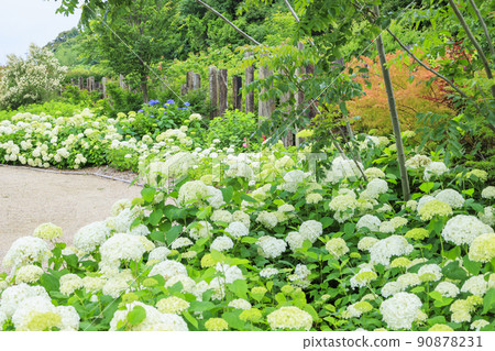 Akatsuka Hydrangea Garden Hydrangea in full bloom Akatsuka Hydrangea Garden Hydrangea in full bloom 90878231