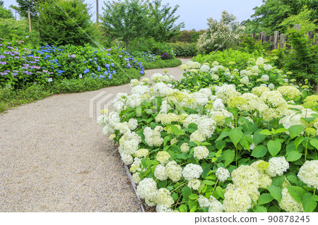 Akatsuka Hydrangea Garden Hydrangea in full bloom Akatsuka Hydrangea Garden Hydrangea in full bloom 90878245