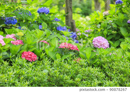 Akatsuka Hydrangea Garden Hydrangea in full bloom 90878267