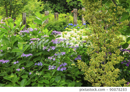 Akatsuka Hydrangea Garden Hydrangea in full bloom Akatsuka Hydrangea Garden Hydrangea in full bloom 90878283