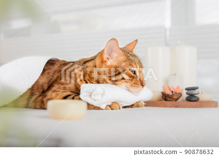 Bengal cat with body massage in spa. Bengal cat with body massage in spa. 90878632