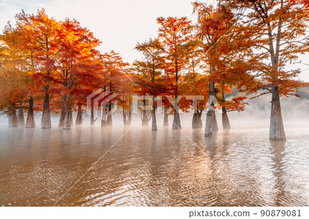 Landscape with Taxodium trees in water, orange needles and morning fog. Autumnal swamp cypresses on lake with reflection. 90879081