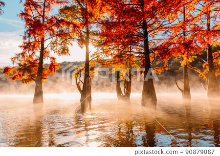 Taxodium distichum with needles. Autumnal swamp cypresses on lake with reflection. 90879087