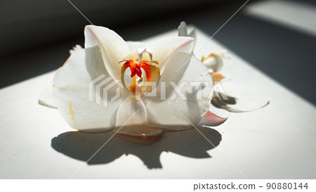 large white orchid flowers on a brown background large white orchid flowers on a brown background 90880144
