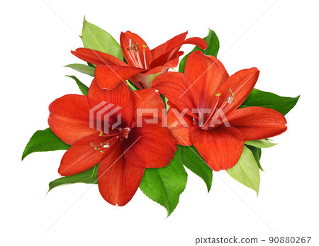 Three red amaryllis flowers and green leaves in a floral arrangement isolated 90880267