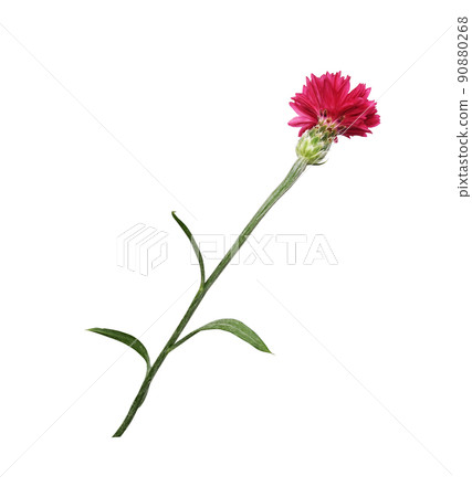 Red knapweed flower isolated Red knapweed flower isolated 90880268