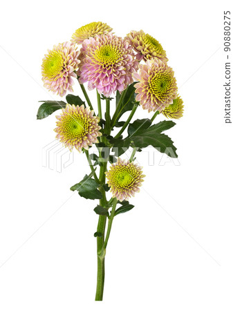 Twig of white chrysanthemum flowers isolated 90880275