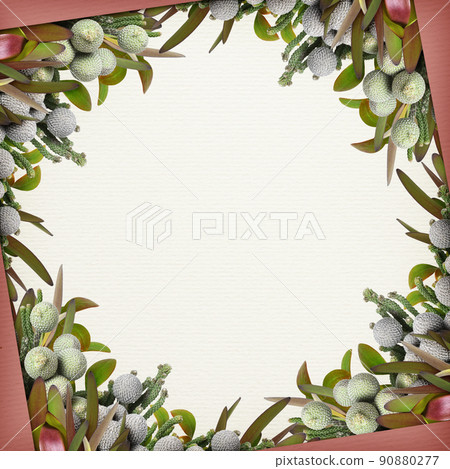 Square frame with flowers and leaves of Leucadendron and brunia on white Square frame with flowers and leaves of Leucadendron and brunia on white 90880277