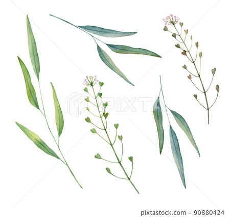 Watercolor capsella and field grass. Hand drawn watercolor illustration. Decorative design elements. Watercolor capsella and field grass. Hand drawn watercolor illustration. Decorative design elements. 90880424