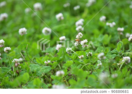 White clover and bees White clover and bees 90880681
