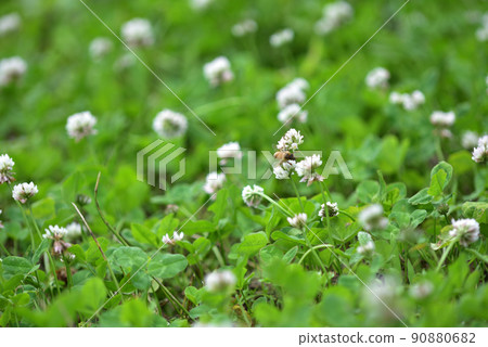 白三葉草和蜜蜂 90880682