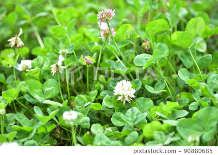白三葉草和蜜蜂 90880685