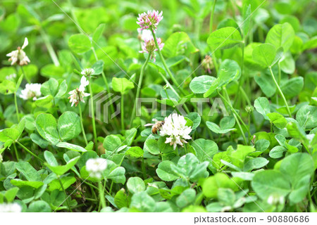 白三葉草和蜜蜂 90880686