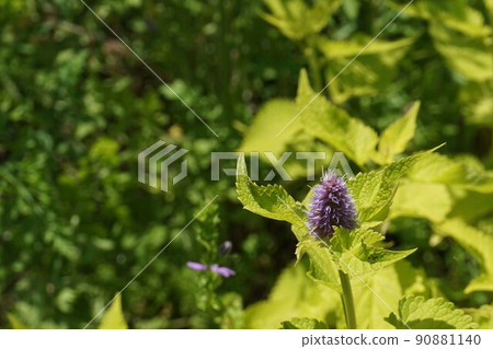 Agastache'Golden Jubilee' Agastache'Golden Jubilee' 90881140