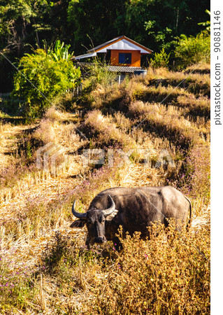 Ban Pa Pong Piang Rice terraces or Baan Pa Pong Pieng in Doi Inthanon national park, Chiang Mai Ban Pa Pong Piang Rice terraces or Baan Pa Pong Pieng in Doi Inthanon national park, Chiang Mai 90881146