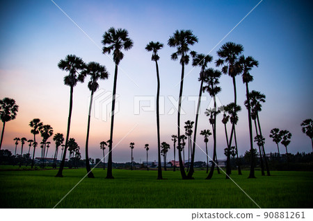 Dongtan Samkhok palm trees and rice fields during sunset in Pathum Thani, Bangkok, Thailand 90881261