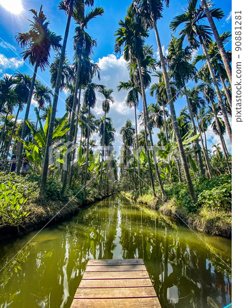 Aerial view of a palm tree plantation, in Nakhon Pathom, Thailand Aerial view of a palm tree plantation, in Nakhon Pathom, Thailand 90881281