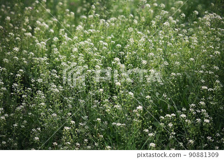 White flowers of shepherd's purse in full bloom 90881309