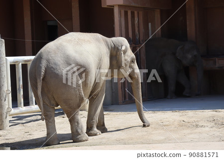 Scenery of a zoo with one Asian elephant 90881571