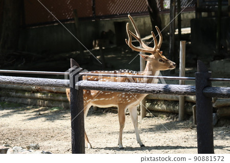 動物園籬笆後面有一個壯麗的角赤塔景觀 90881572