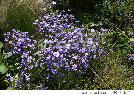 Lobelia flowers 90881605