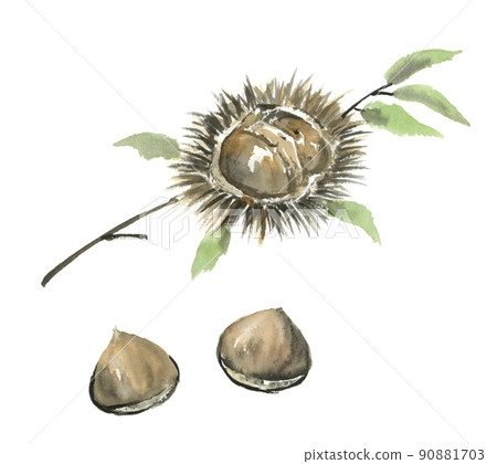 Chestnut sumi-e Chestnut sumi-e 90881703