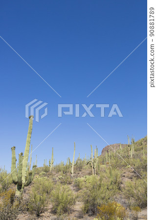 仙人掌在仙人掌國家公園，亞利桑那州 90881789