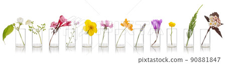 Natural remedies, aromatherapy. Glass dish with fresh herb flower. Flowers a therapeutic agent in phytotherapy. Natural remedies, aromatherapy. Glass dish with fresh herb flower. Flowers a therapeutic agent in phytotherapy. 90881847