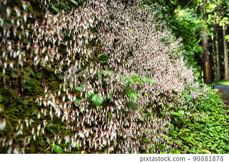 Small flowers on the mountain road to Iwawaki-dera Small flowers on the mountain road to Iwawaki-dera 90881878