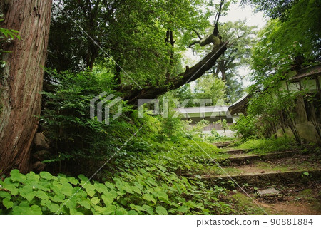 通往岩脅寺門的草路 通往岩脅寺門的草路 90881884