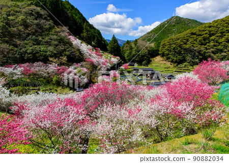 高知縣是仁淀川町的Kamikuki no Hanamomo 90882034