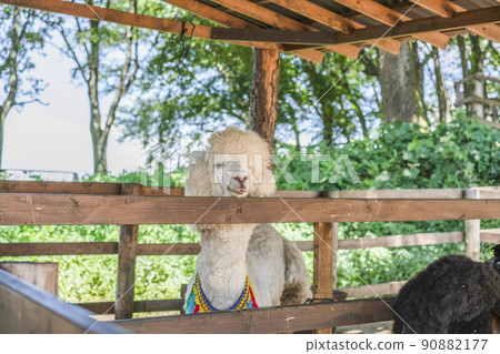 Alpaca (Yatsugatake Alpaca Ranch) Alpaca (Yatsugatake Alpaca Ranch) 90882177