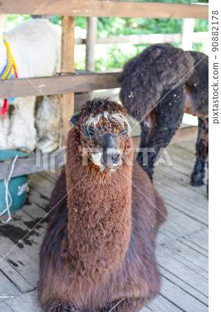 Alpaca (Yatsugatake Alpaca Ranch) Alpaca (Yatsugatake Alpaca Ranch) 90882178