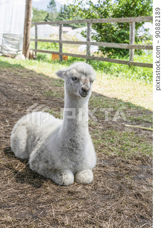 Alpaca (Yatsugatake Alpaca Ranch) 90882189
