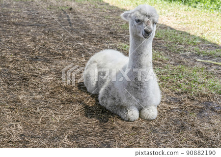 Alpaca (Yatsugatake Alpaca Ranch) 90882190