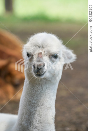 Alpaca (Yatsugatake Alpaca Ranch) Alpaca (Yatsugatake Alpaca Ranch) 90882193
