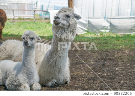 羊駝（八岳羊駝牧場） 90882206