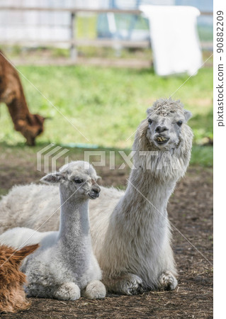 羊駝（八岳羊駝牧場） 90882209